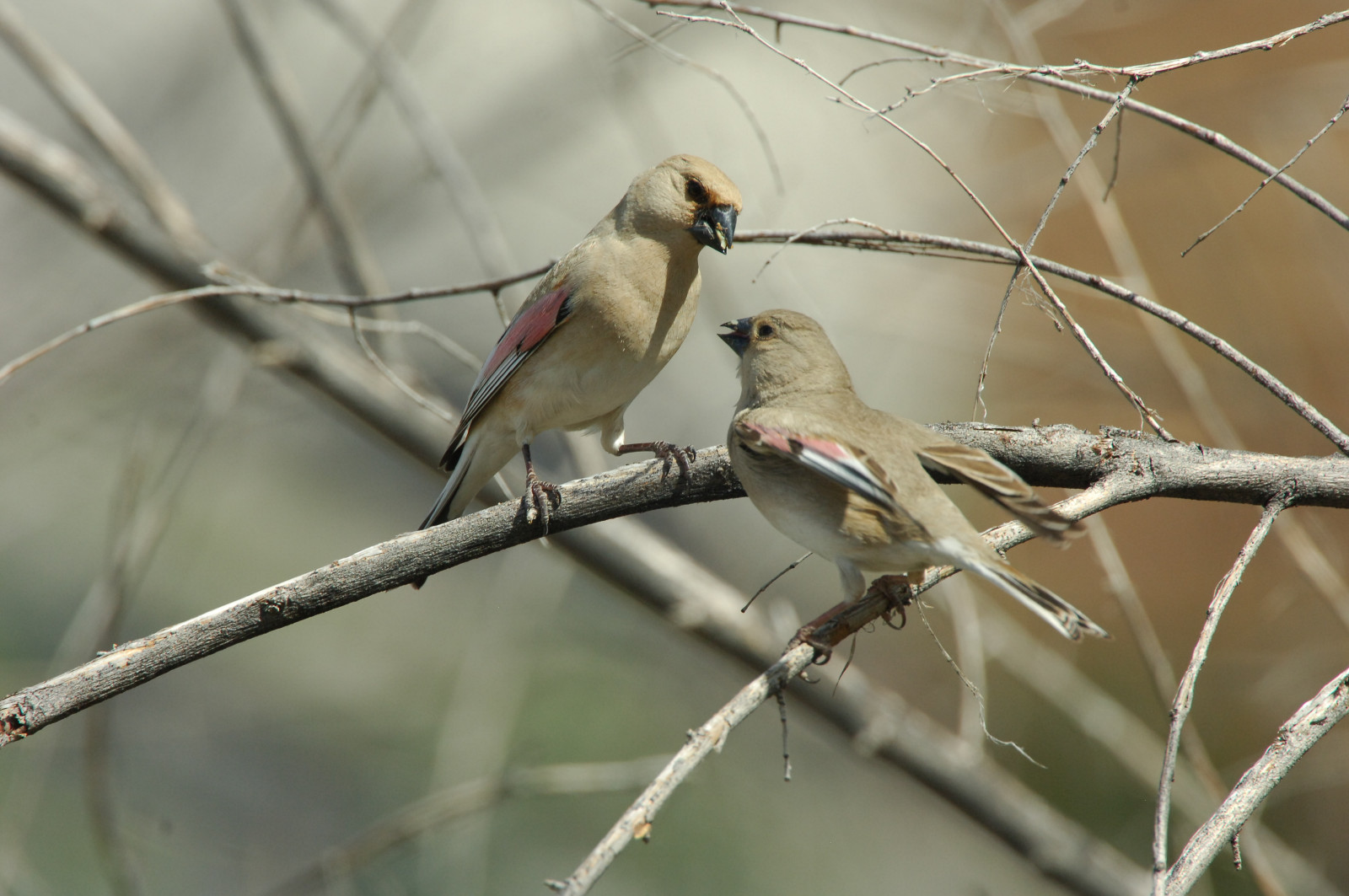 image Desert Finch